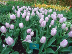 Keukenhof (66)
